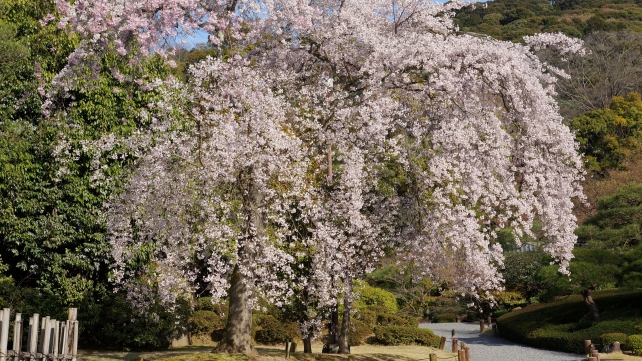 京都知恩院友禅苑の満開の枝垂れ桜