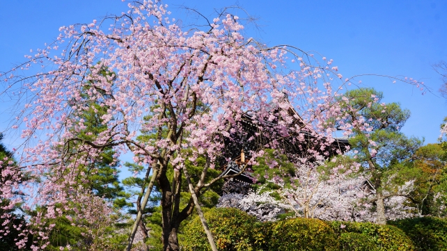 友禅苑と満開の華やかなしだれ桜と巨大な三門