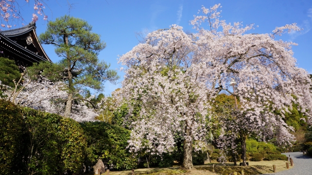 知恩院友禅苑の満開の枝垂桜と三門