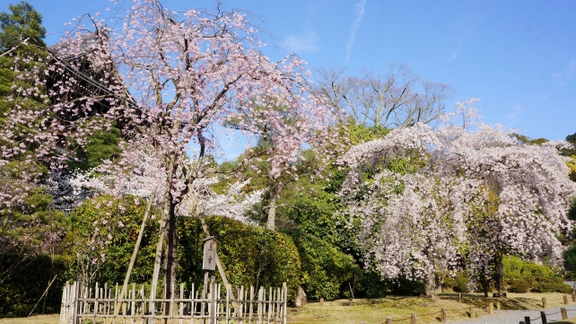 知恩院の友禅苑の満開のしだれ桜と三門