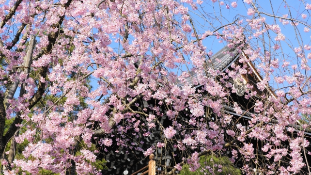 桜の穴場の名所の知恩院友禅苑の満開のしだれ桜と三門