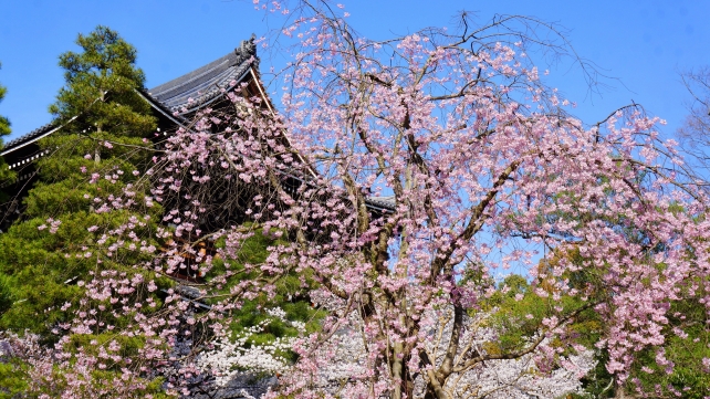 知恩院の友禅苑の満開の華やかなしだれ桜と三門