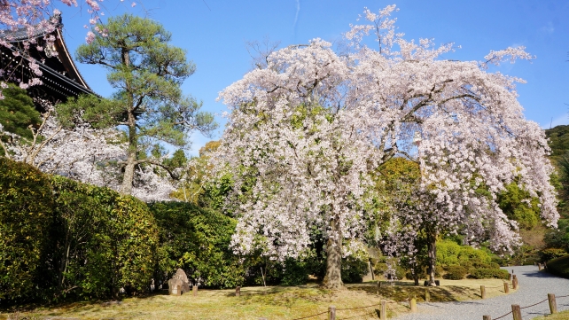 桜の隠れた名所の知恩院友禅苑の満開のしだれ桜と巨大な三門