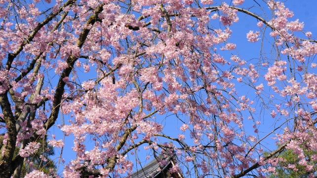 友禅苑の満開の綺麗なしだれ桜と三門