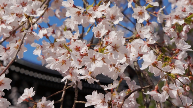友禅苑の満開のしだれ桜 4月1日