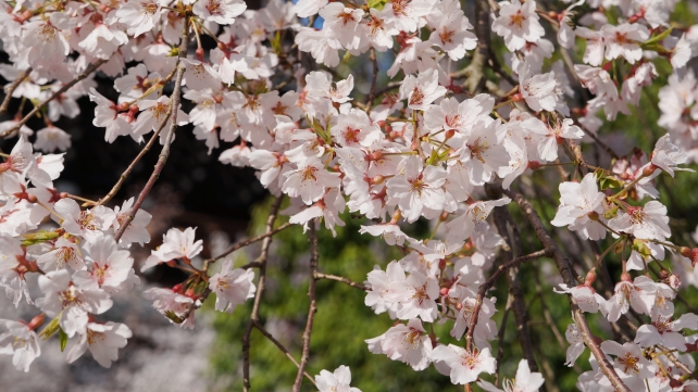 知恩院の友禅苑のしだれ桜の可愛い花びら