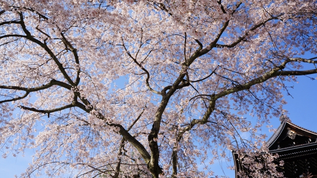 知恩院の隠れた桜の名所の友禅苑の満開のしだれ桜