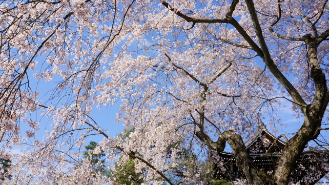 知恩院の友禅苑の空を覆う満開のしだれ桜