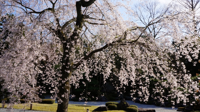 知恩院の友禅苑の美しいしだれ桜