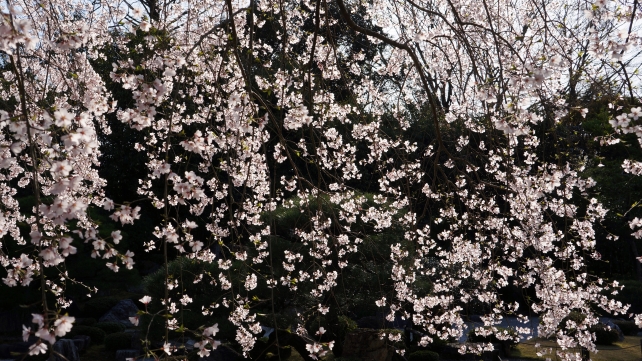 京都知恩院の桜の穴場の友禅の綺麗なしだれ桜