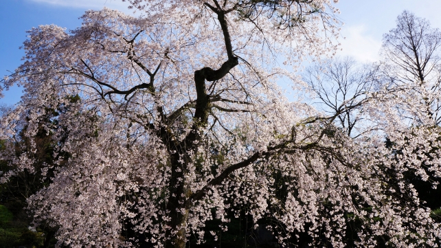 穴場の知恩院友禅苑の見ごろのしだれ桜