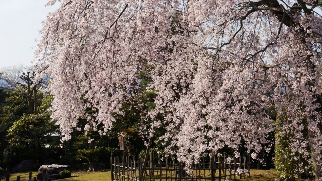 桜の穴場の知恩院の友禅苑の満開の美しいしだれ桜
