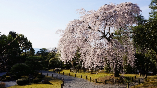 知恩院の友禅苑の形の綺麗なしだれ桜