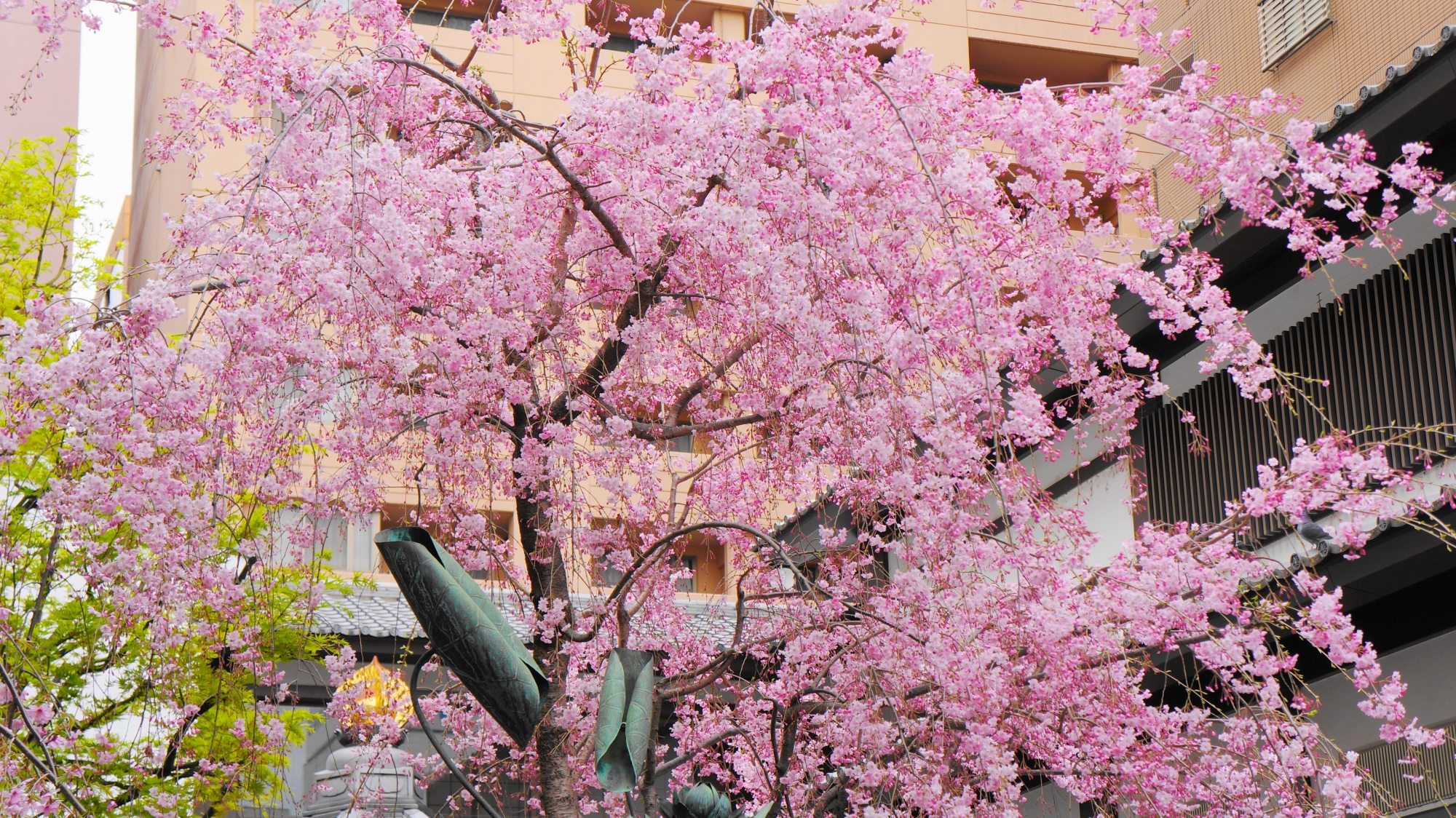 六角堂の咲き誇る鮮やかなピンクの桜の花
