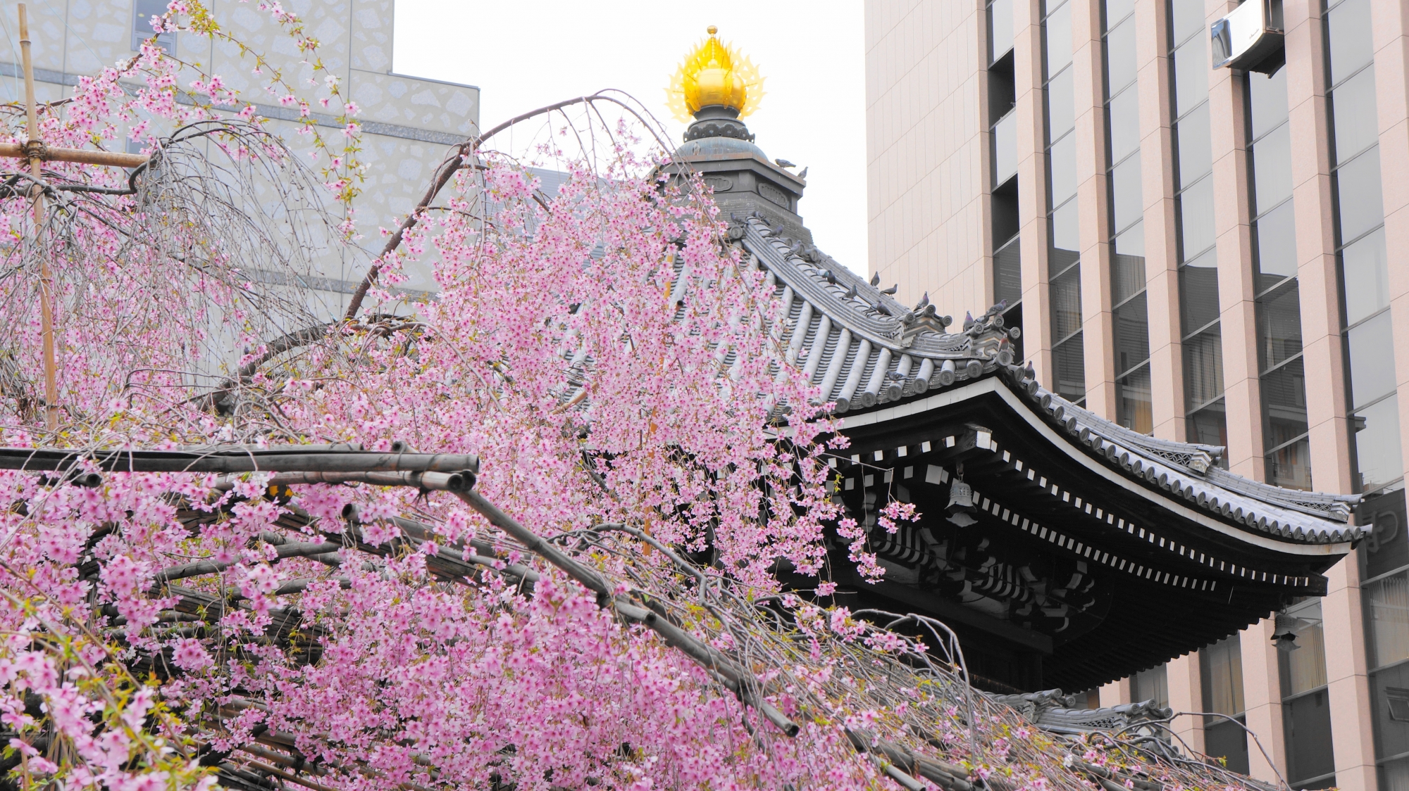六角堂の素晴らしい桜と春の情景