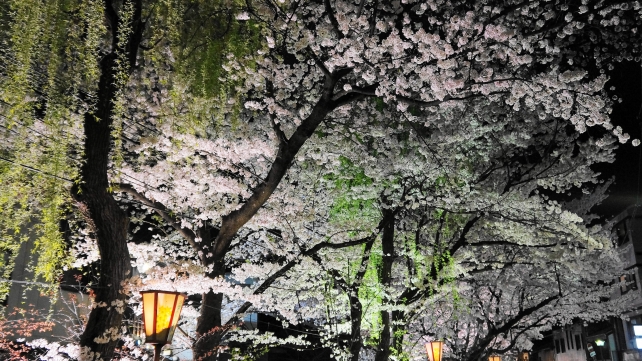 木屋町通の満開の夜桜ライトアップ
