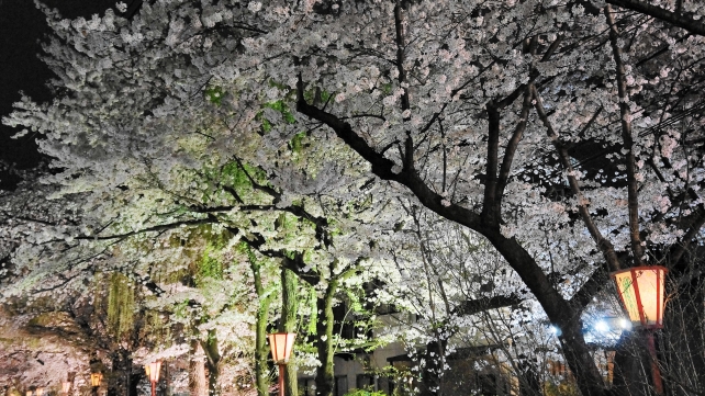 京都木屋町通・高瀬川の夜桜ライトアップ
