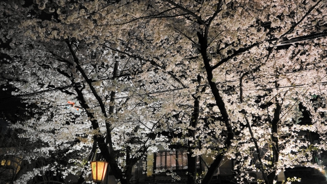 桜の名所の高瀬川の夜桜ライトアップ