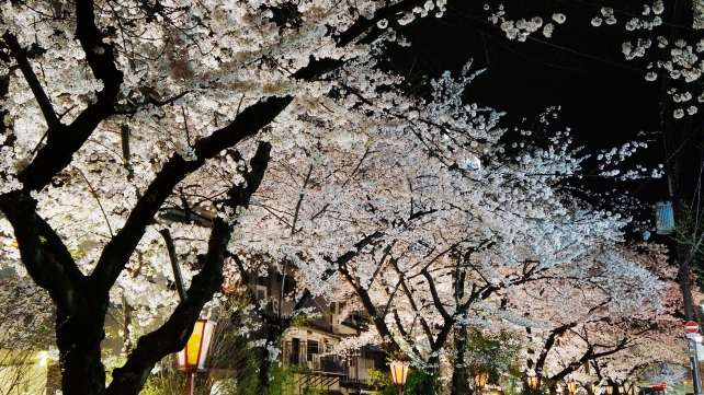 桜の名所の木屋町通の満開の夜桜ライトアップ