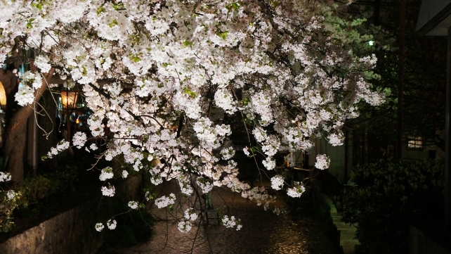 高瀬川 桜 満開 ライトアップ 春