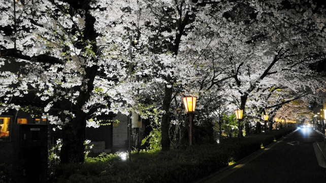 高瀬川の満開の幻想的な夜桜ライトアップ