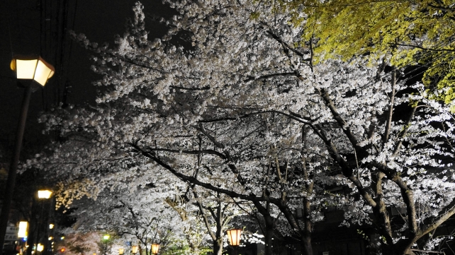 木屋町通の満開の幻想的な夜桜ライトアップ