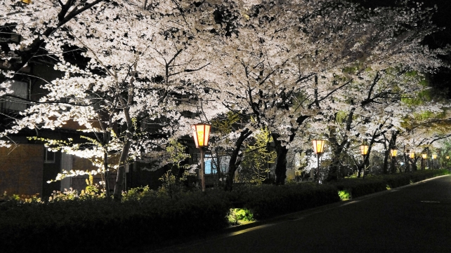 Kyoto Takase-gawa River cherry blossoms 満開 春 ライトアップ