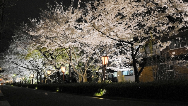 Kyoto Kiyamachi-Street cherry blossoms 満開 春 ライトアップ