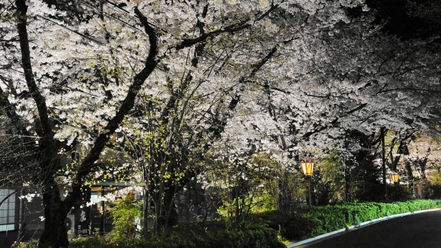 きやまちどおり 桜 満開 ライトアップ 春