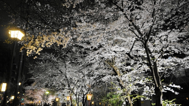 高瀬川の満開の鮮やかな夜桜ライトアップ