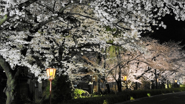 木屋町通の満開の鮮やかな夜桜ライトアップ