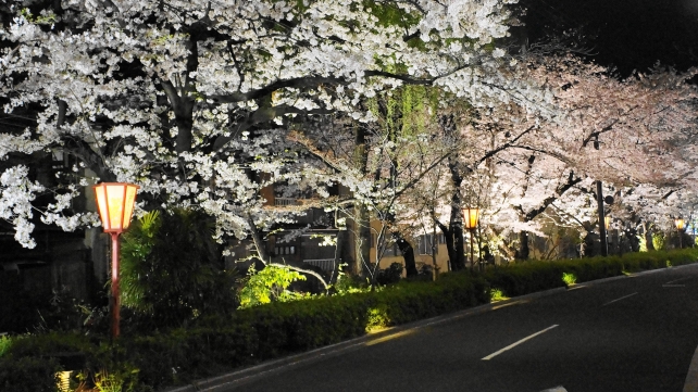 木屋町通の満開の華やかな夜桜ライトアップ