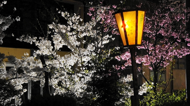 木屋町通・高瀬川の桃の花のライトアップ