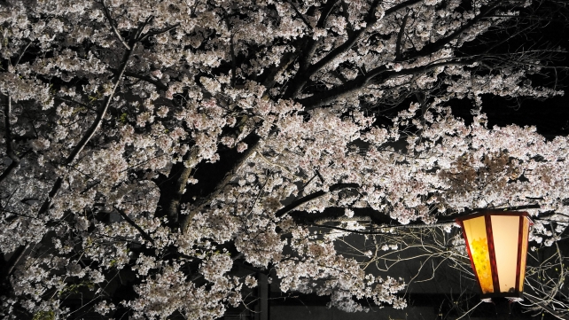 高瀬川の満開の華やかな夜桜ライトアップ