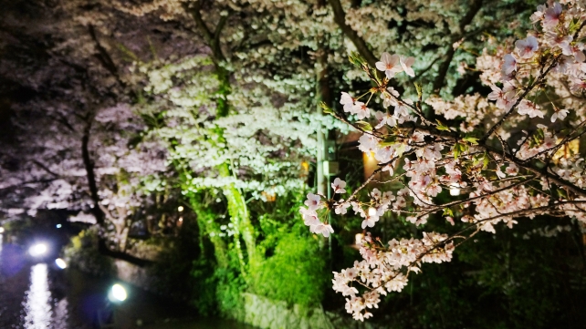 夜桜 ライトアップ 満開 木屋町通 高瀬川