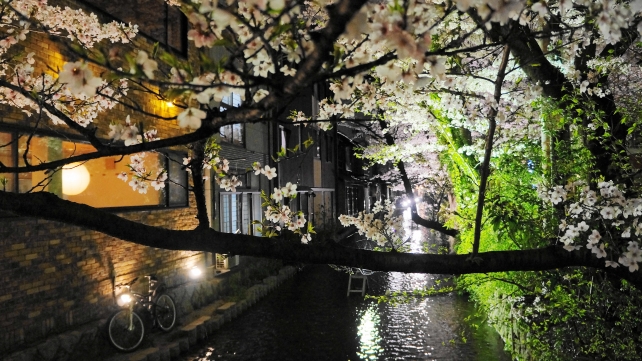 高瀬川の満開の優美な夜桜ライトアップ