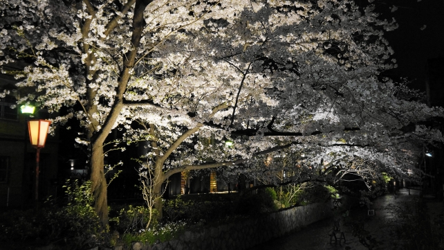 木屋町通の満開の優美な夜桜ライトアップ