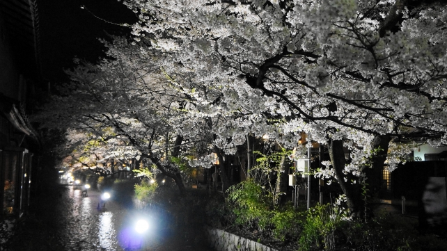 木屋町通・高瀬川の満開の夜桜ライトアップ 4月
