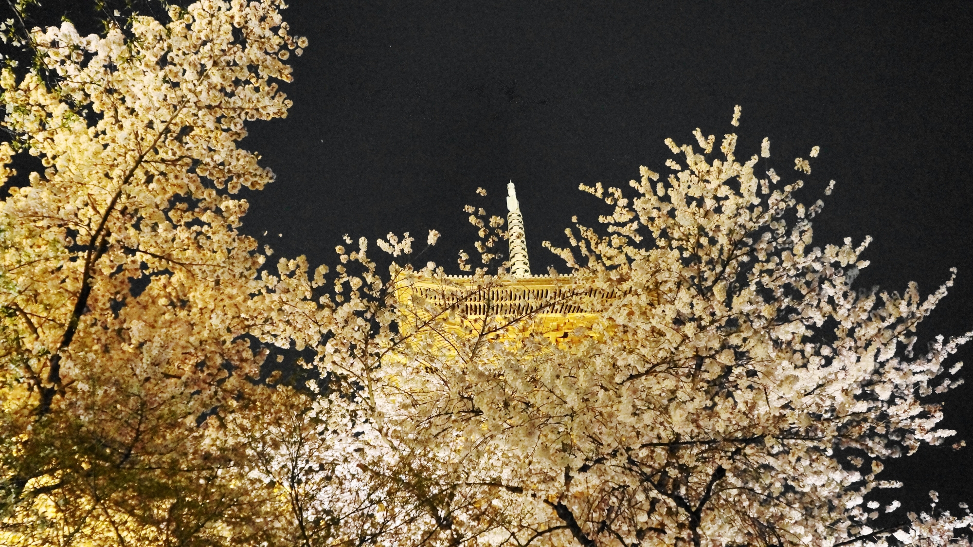 夜空を覆うライトアップされた見事な桜
