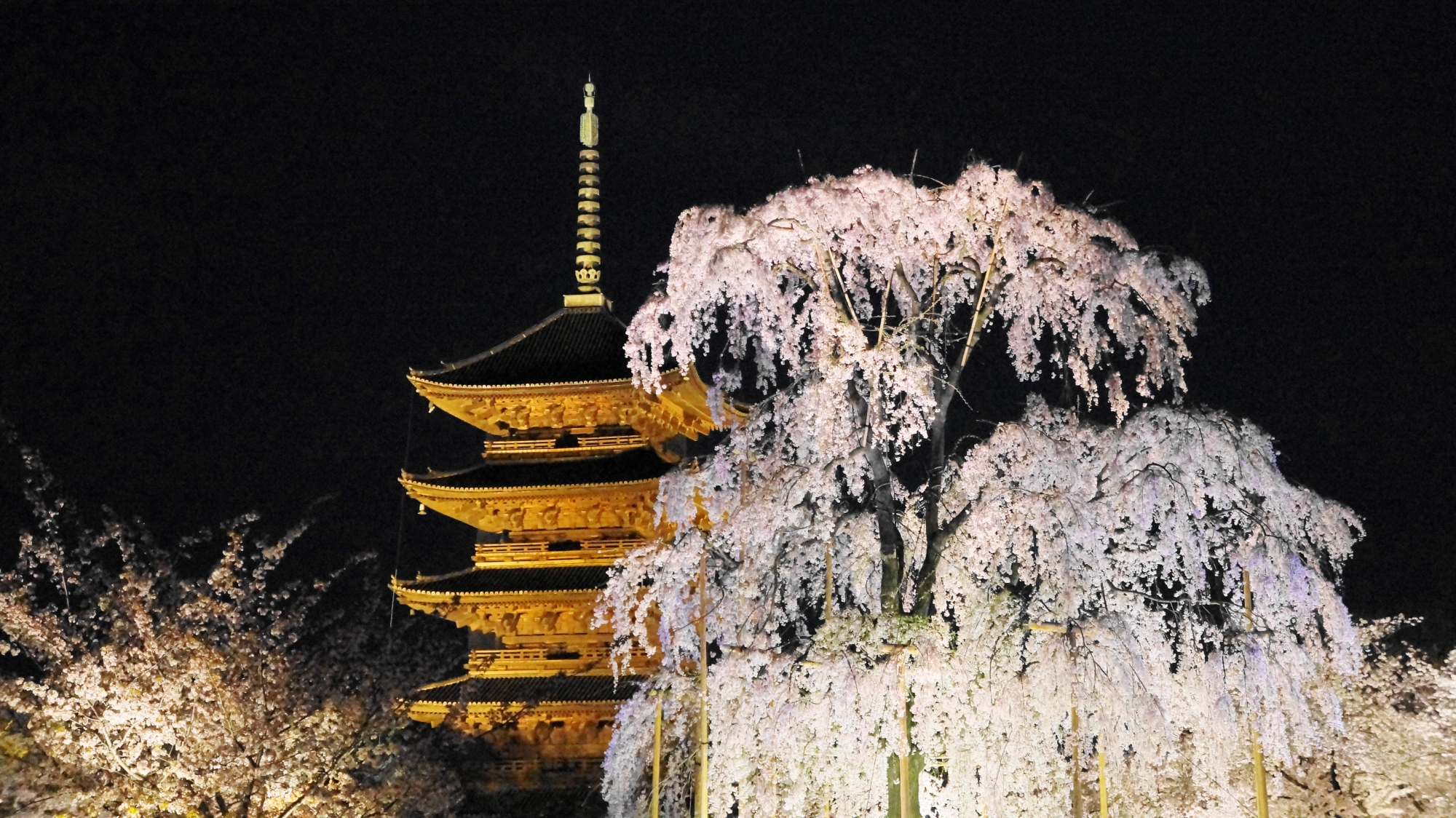 不二桜と五重塔の東寺の絵になる春の風景
