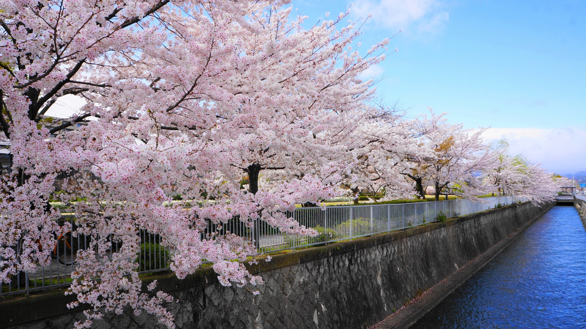 豪華に咲く鴨川と平行して流れる疏水の桜