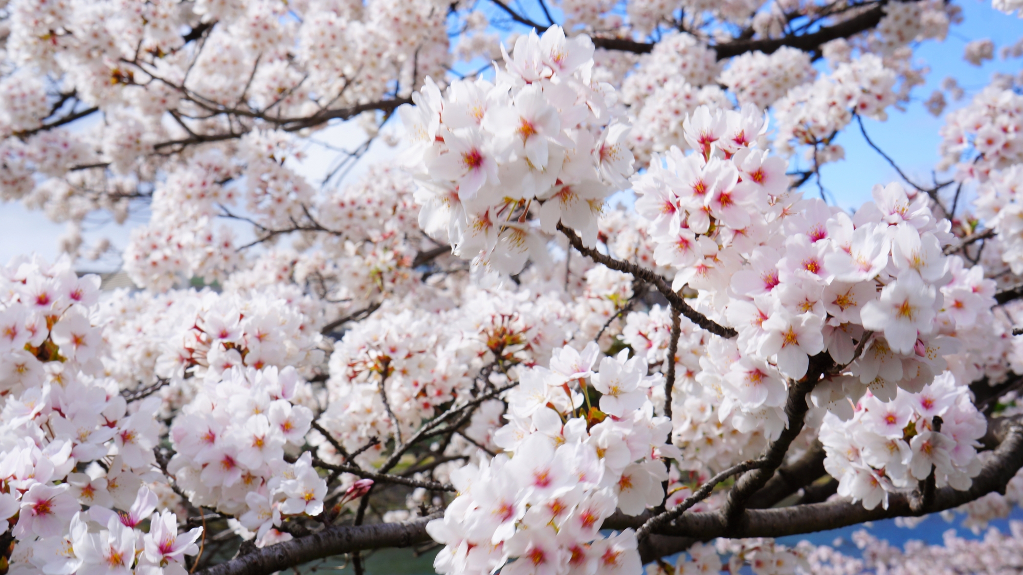 美しく豪快に咲き乱れる鴨川のっ桜