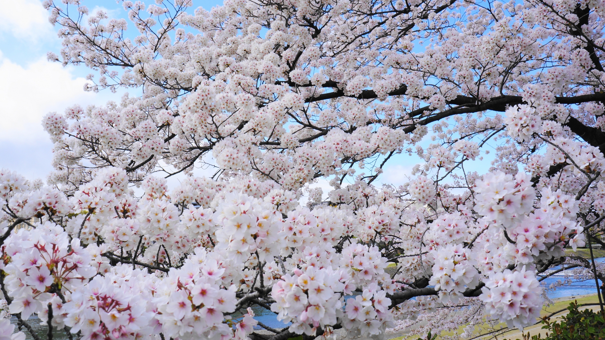 花密度が濃く見事な咲きっぷりのモコモコした桜の花