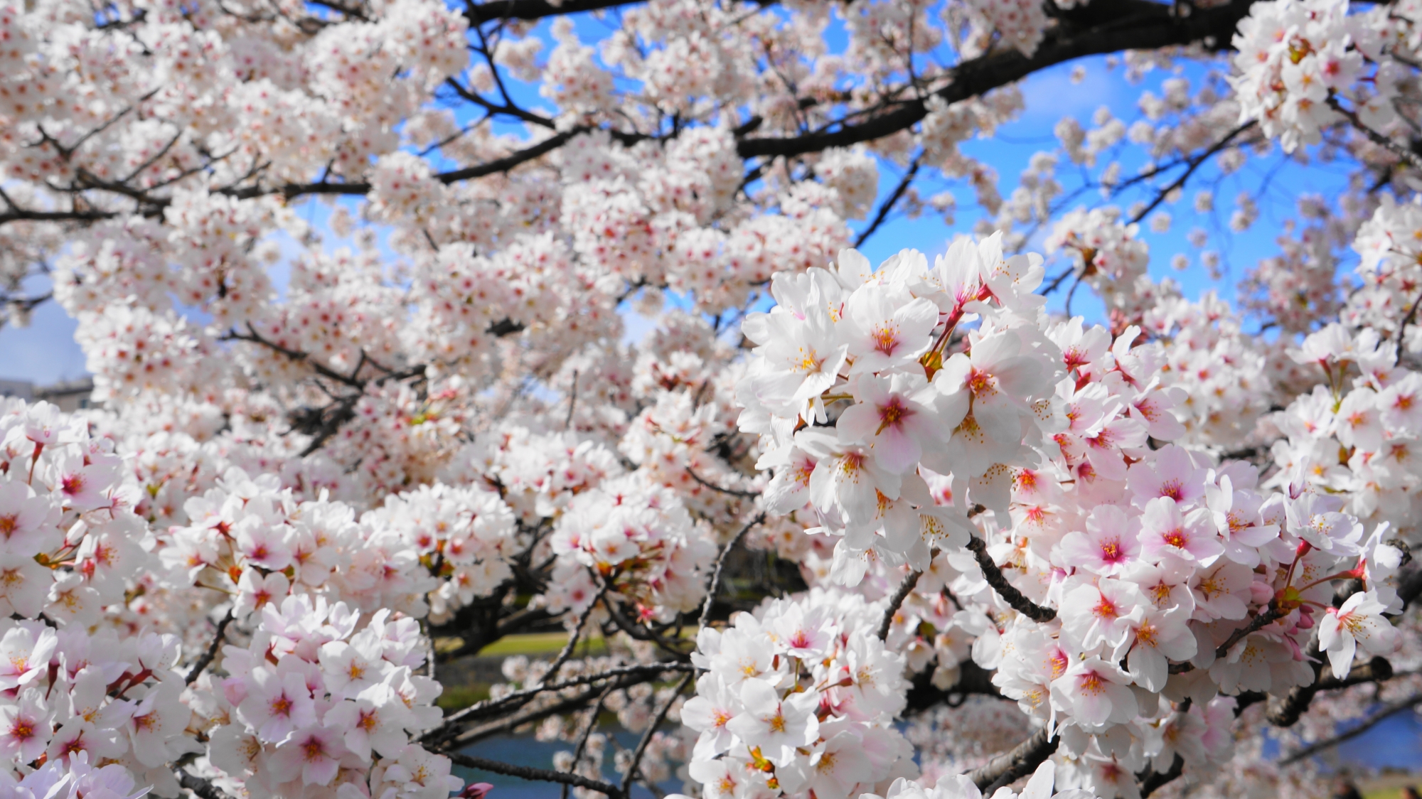 鴨川の絵になる素晴らしい桜と春の情景