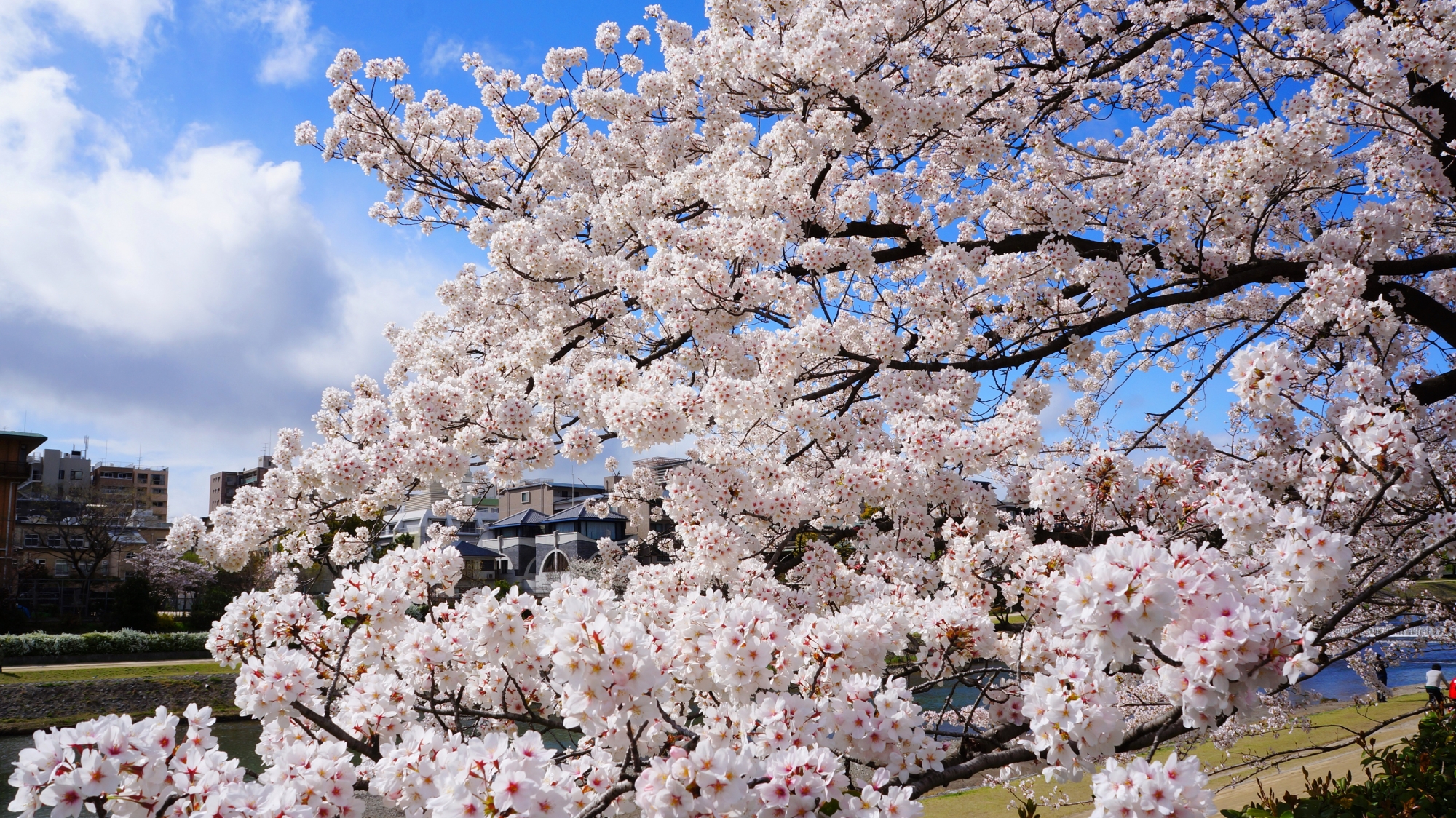 長閑な鴨川を華やかに彩る桜