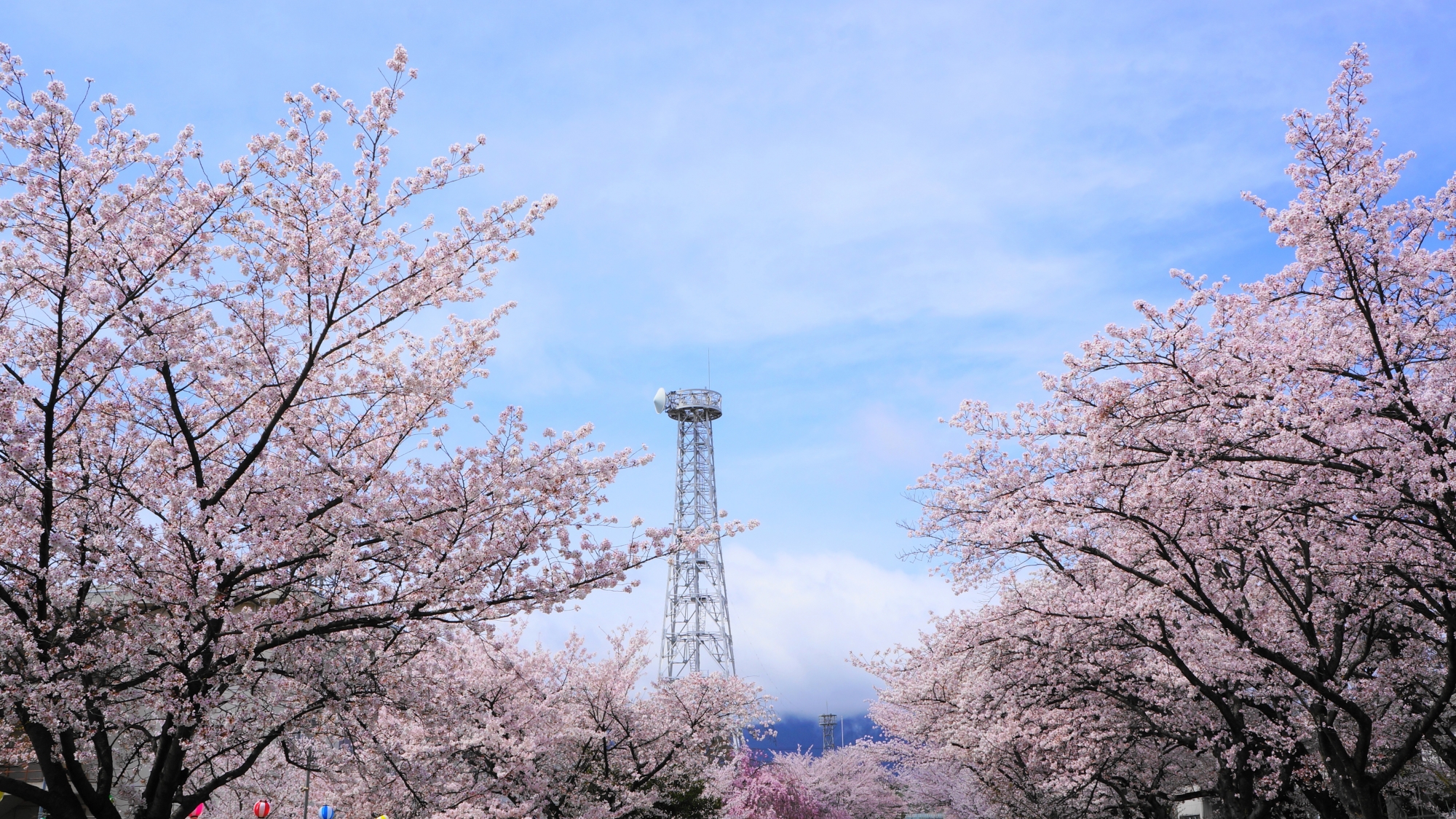 自衛隊桂駐屯地の鉄塔と桜