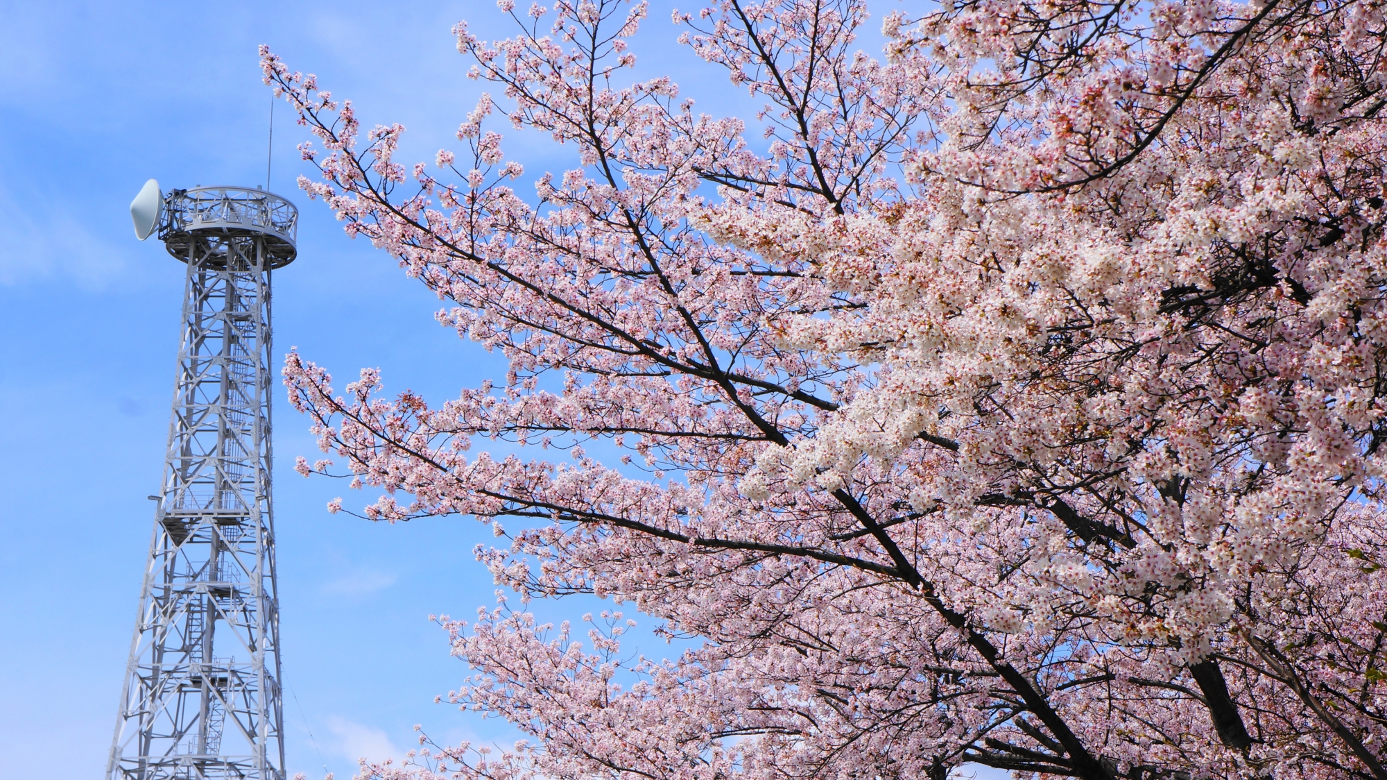 鉄塔を彩る満開の桜