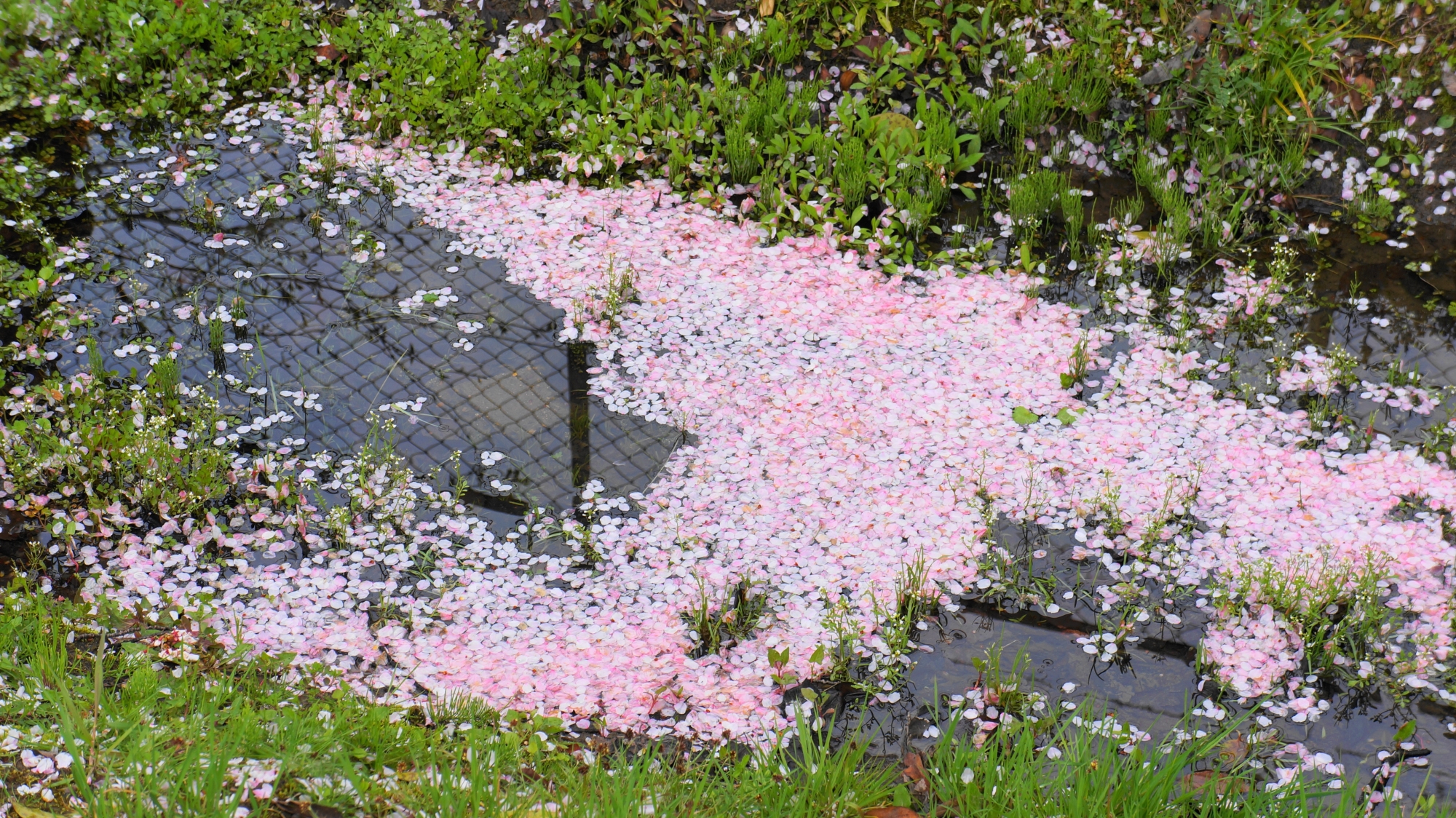 溜まる散った桜の花びら
