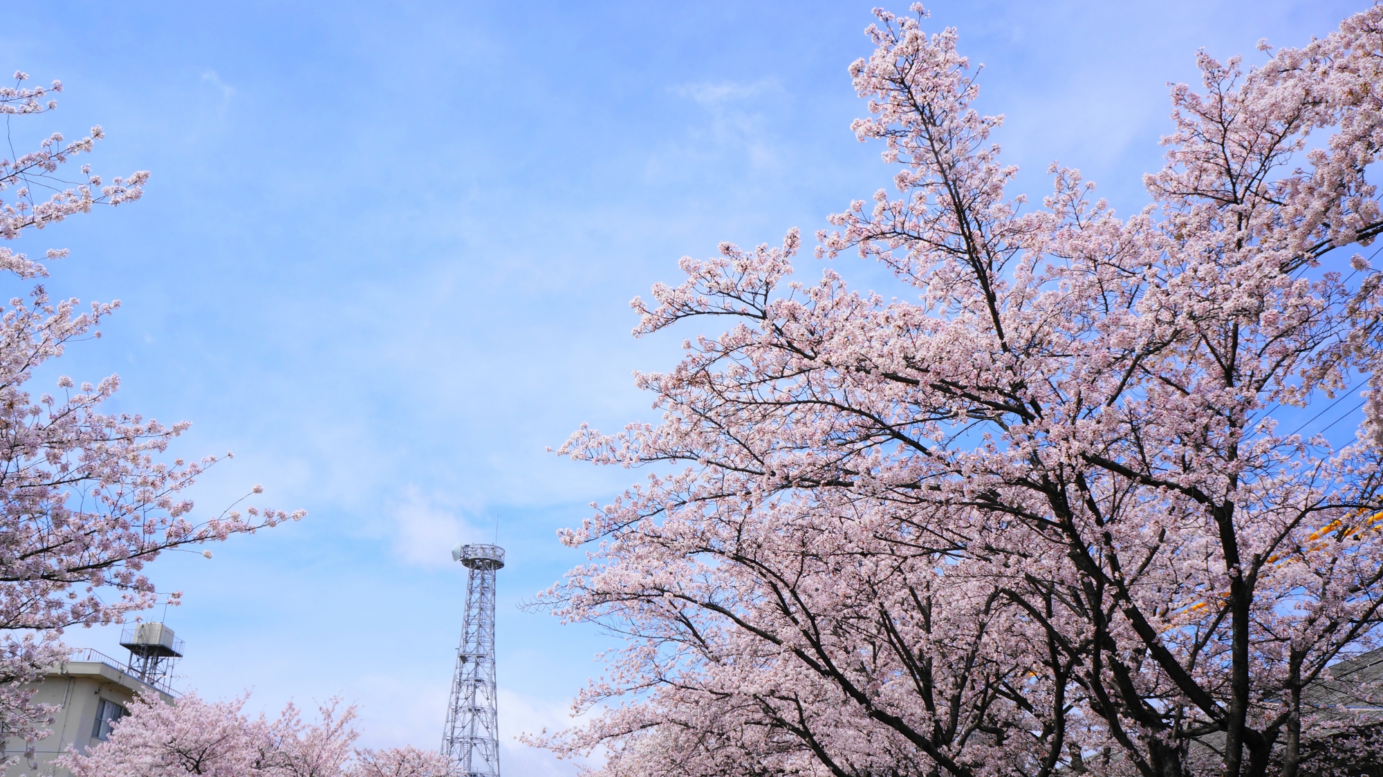 ピンクの桜が映える青空