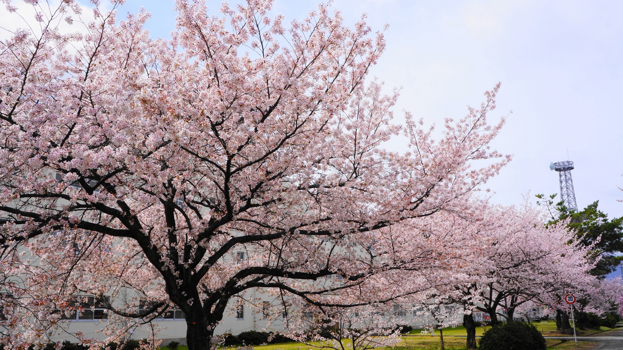 続く圧巻の桜並木